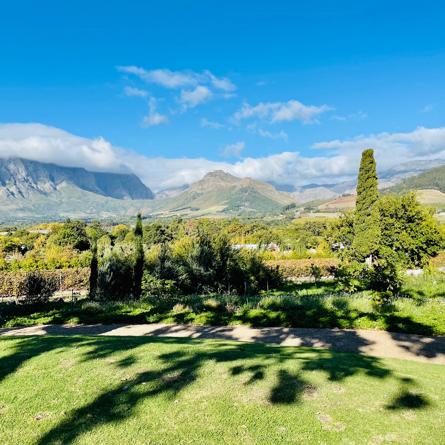 Uitzicht over groene bomen met bergen op de achtergrond in Franschhoek