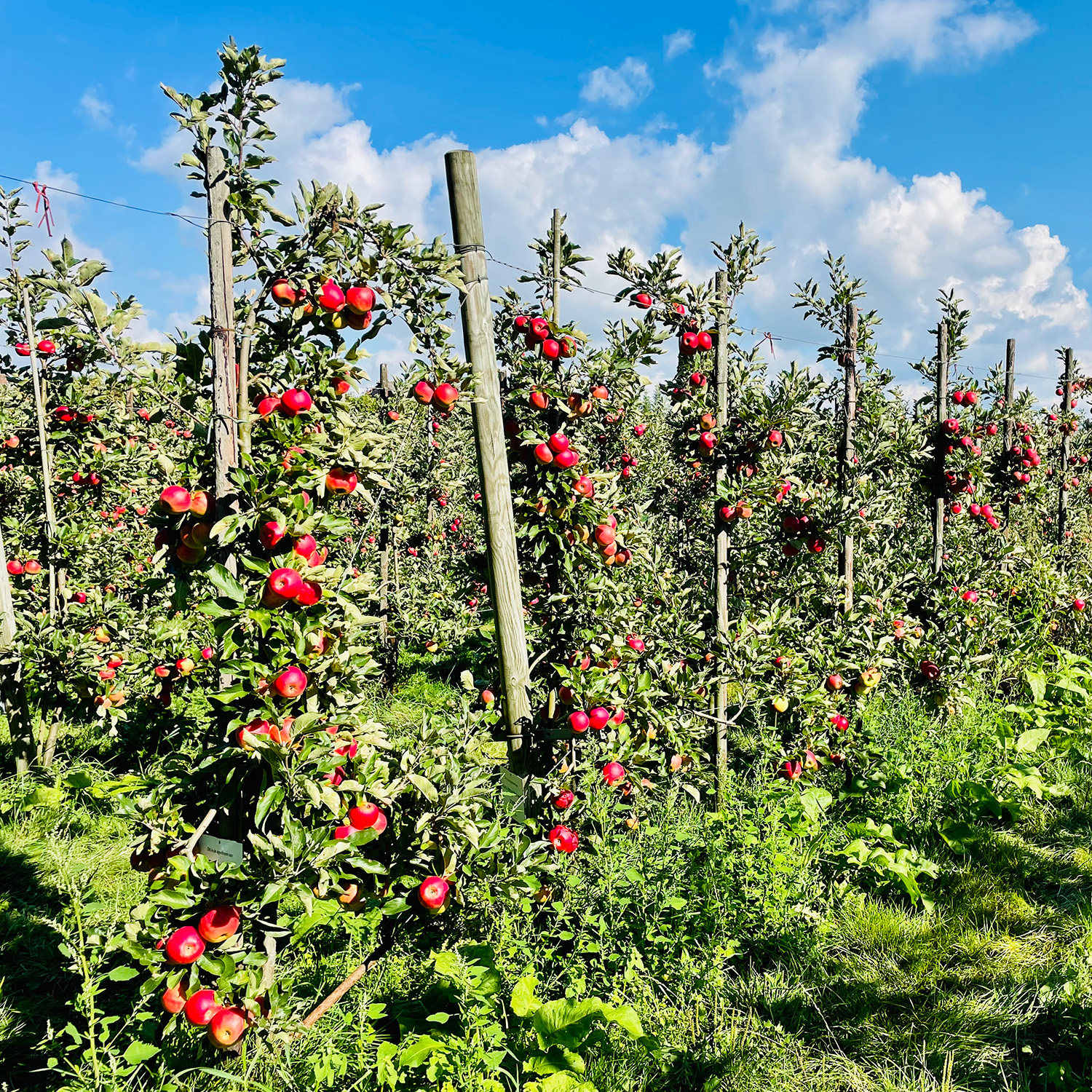 Appelbomen in de boomgaard