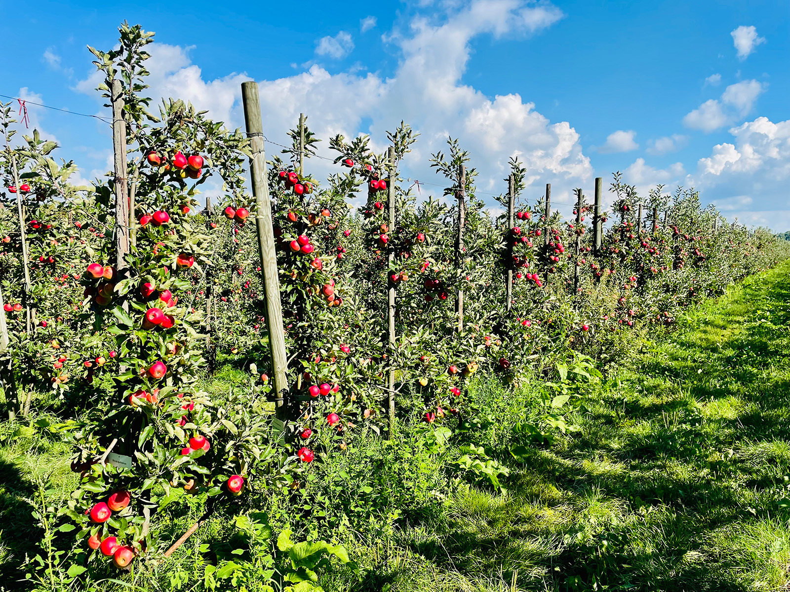 Appelbomen in de zelfpluktuin Olmenhorst